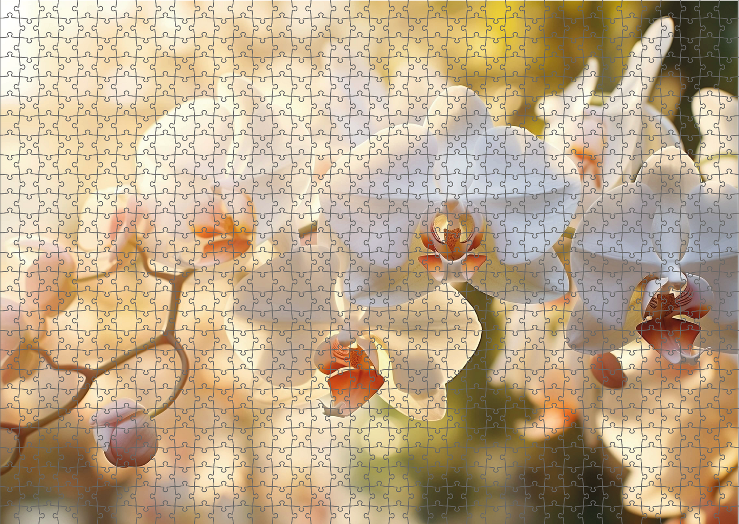 Zen Orchids